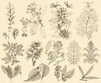 Sepia Botany Illustrations