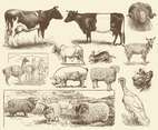 Sepia Farm Animal Illustrations
