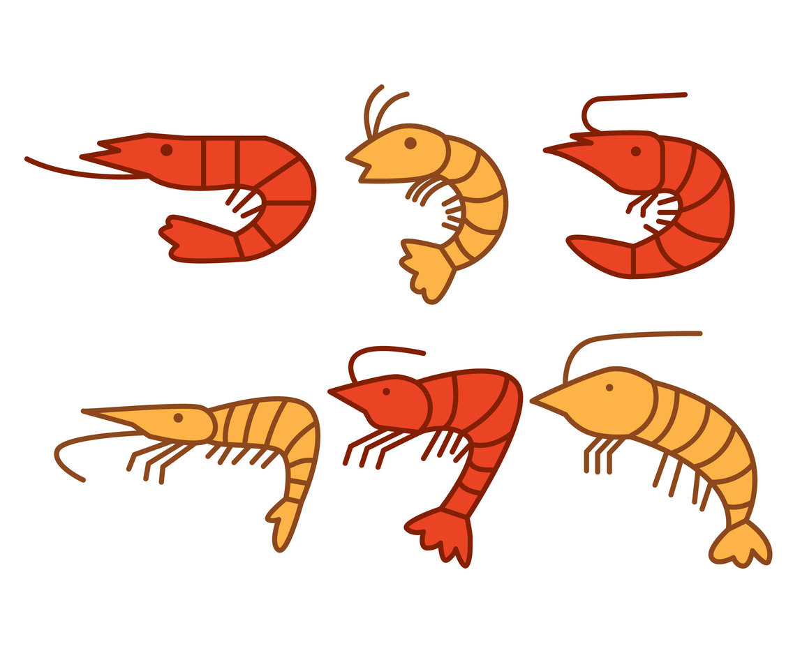 Shrimp vector