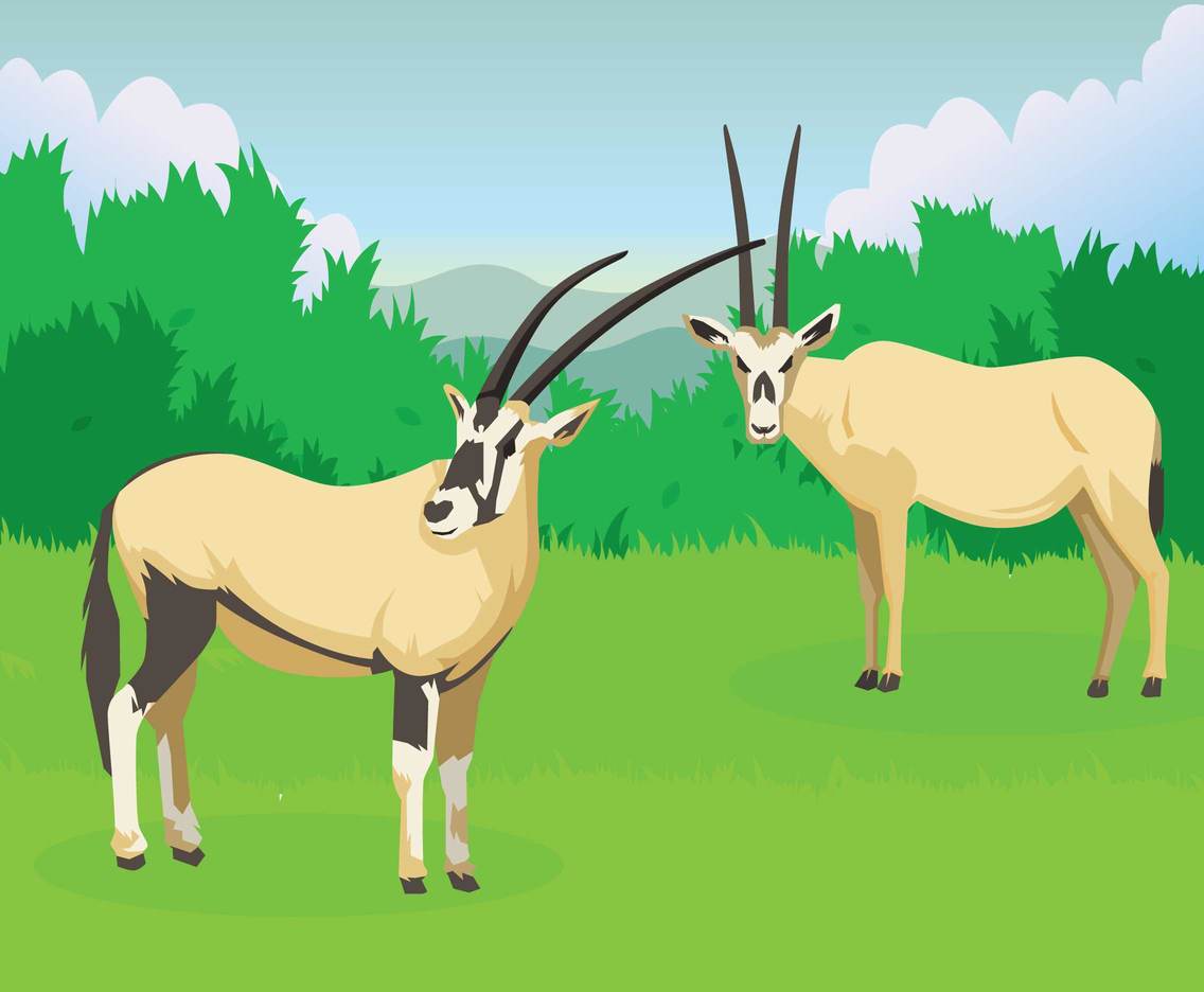 Free Oryx illustration