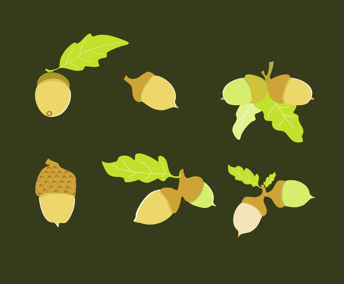  Acorn Illustration Vector
