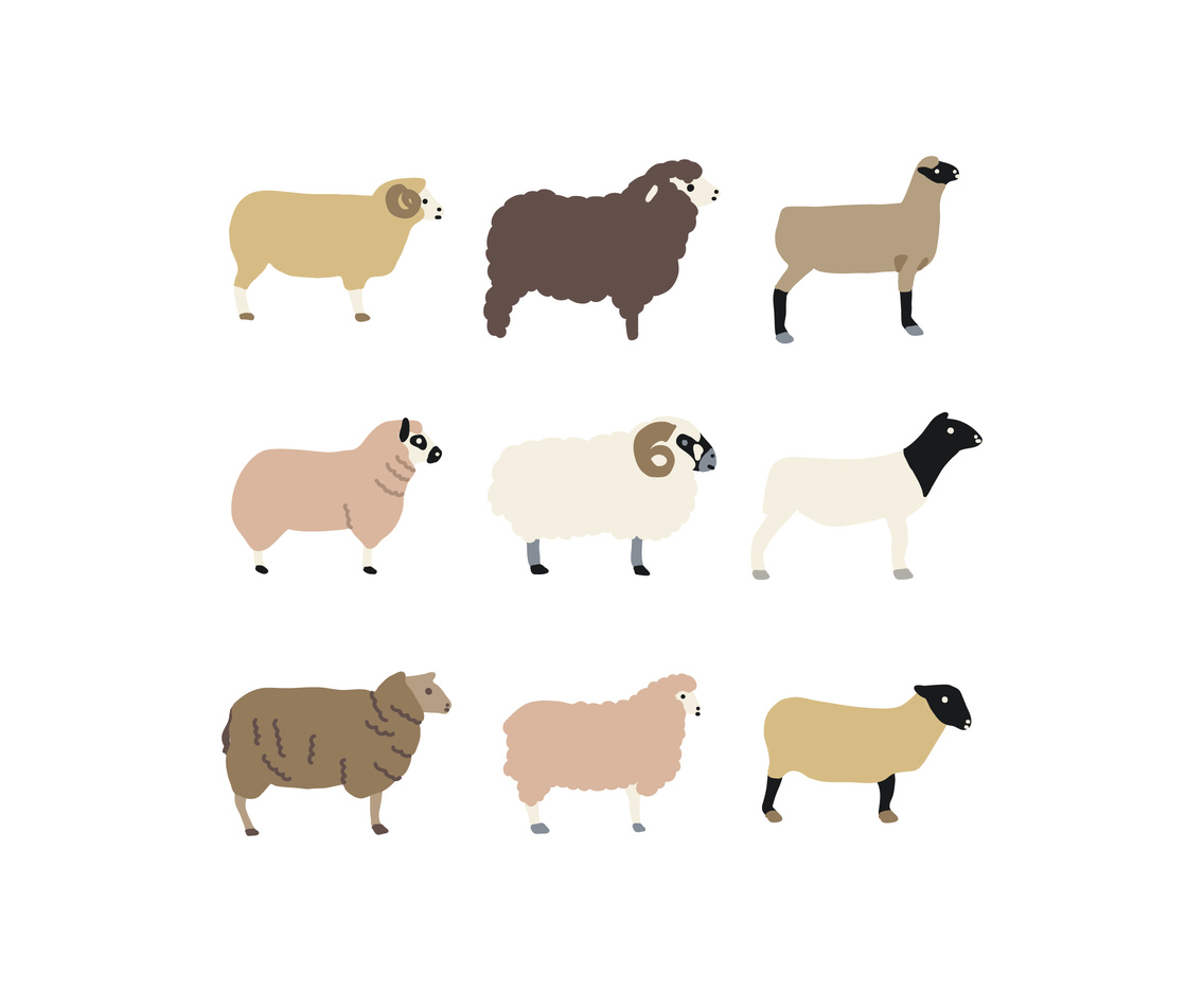 Sheep Breed