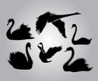 Six Silhouette Swan 
