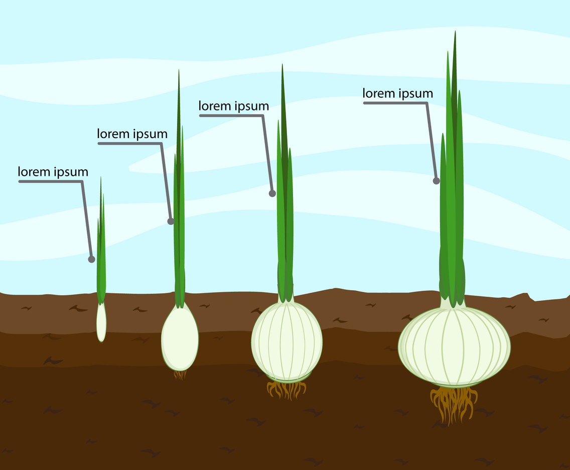 Phases and growth of an onion
