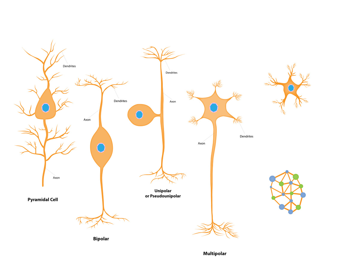 Brain Molecules Vector Design