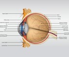 Eye Anatomy Vector
