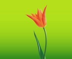 Open Tulip Flower