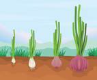 Free Phases and Growth Stage Onion Illustration