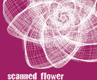 Scanned Flower