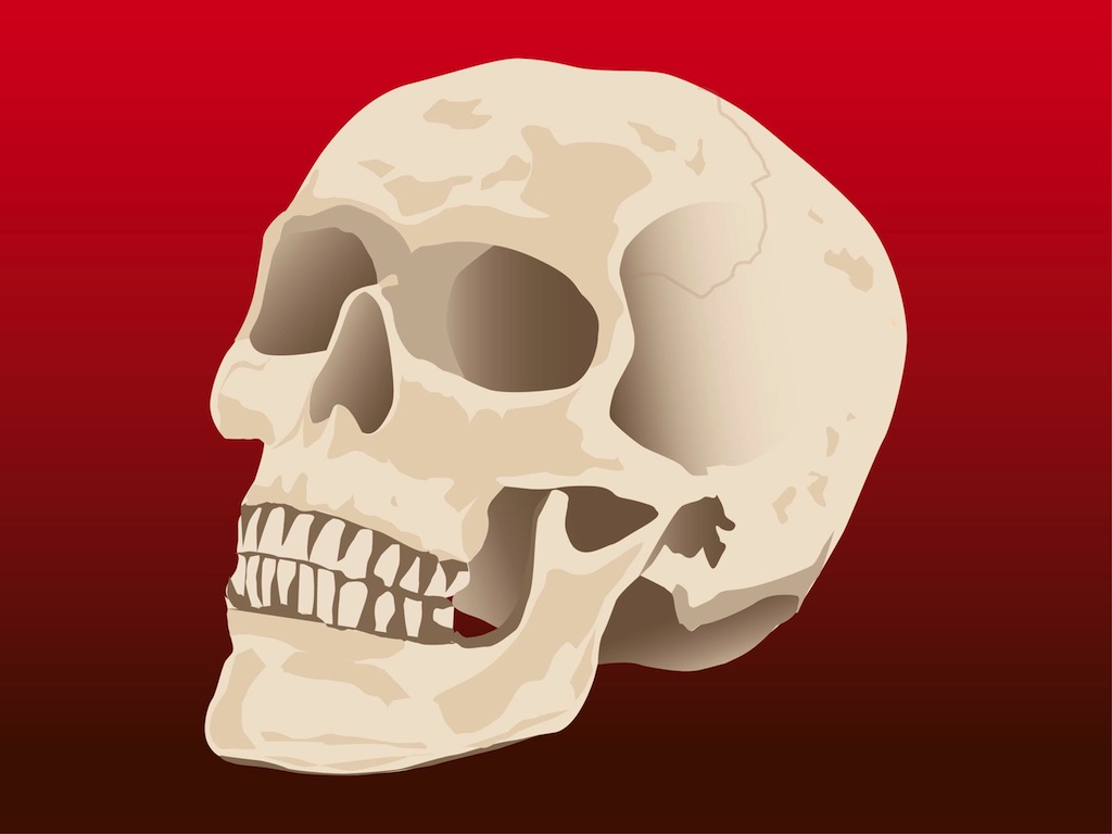 Human Skull Vector