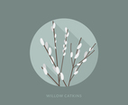Flat Willow Catkins