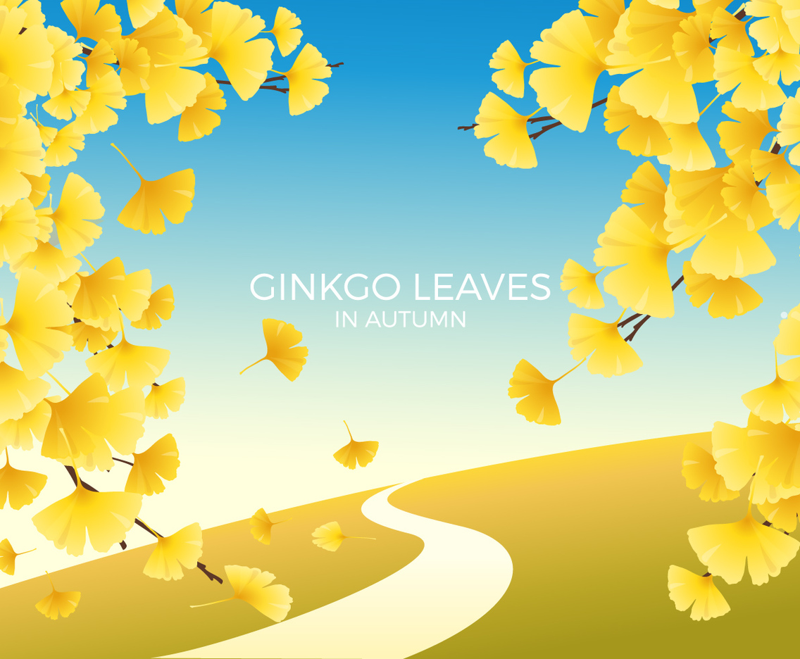 Ginkgo Leaves Autumn Landscape