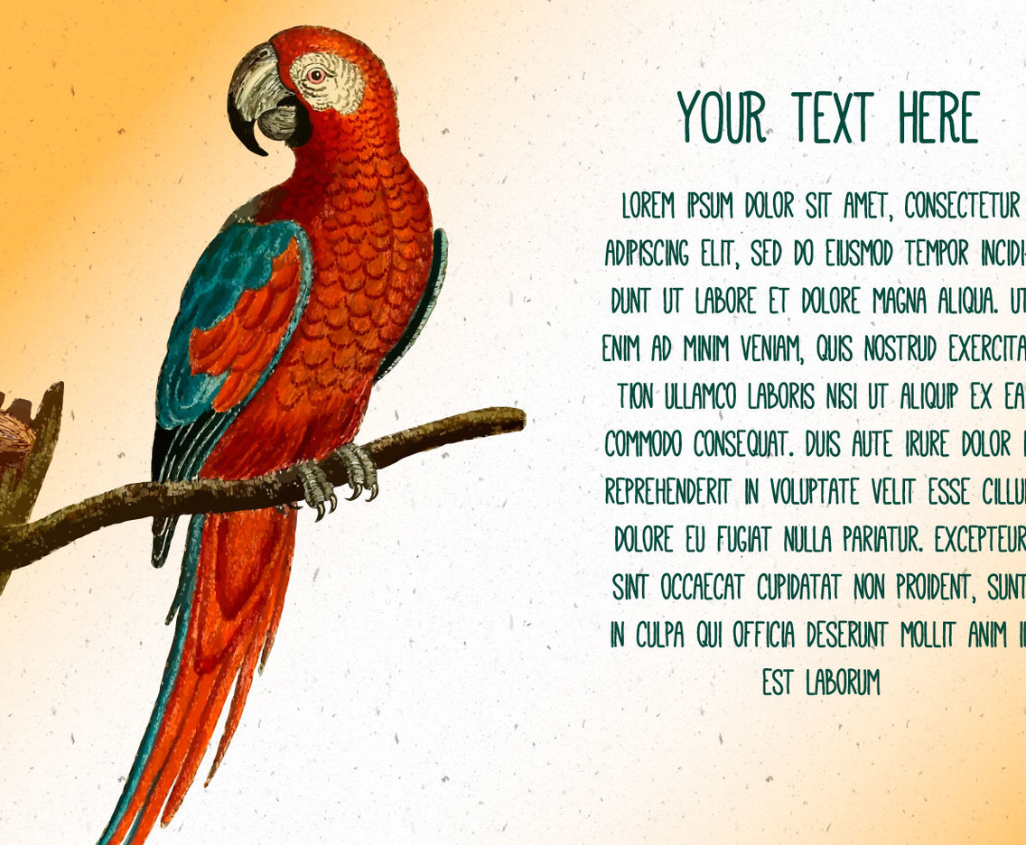Vintage Parrot Text Template