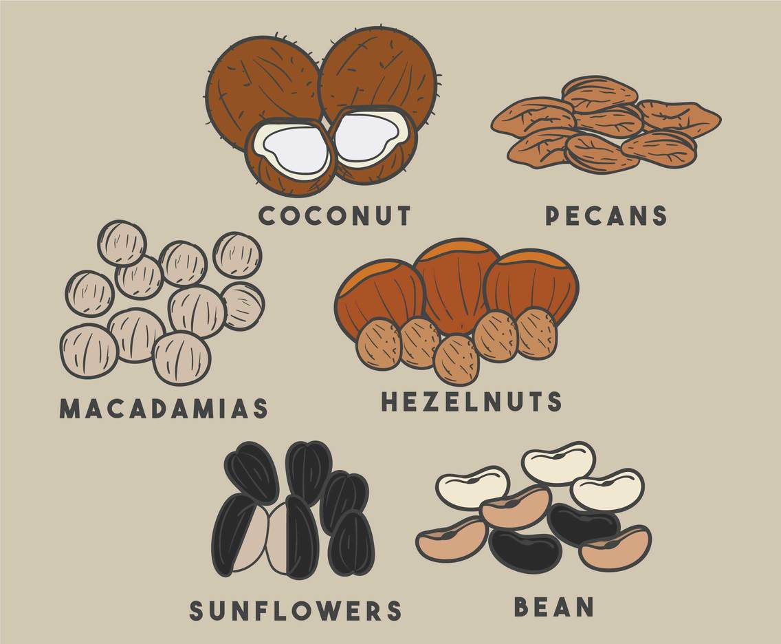 Hand Drawn Nuts and Seeds Vector Pack