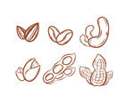 Sketchy Nuts Illustration Vector