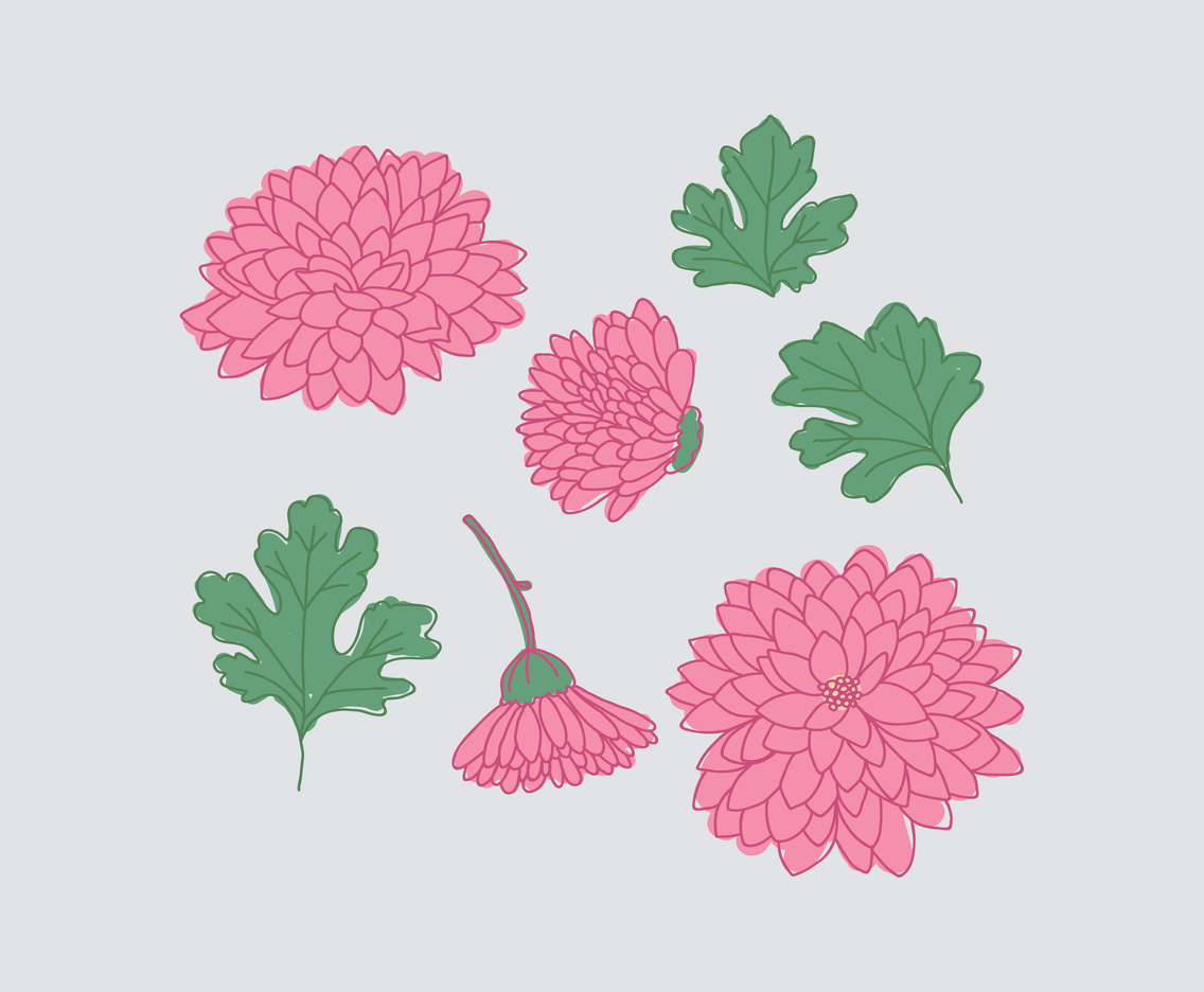 Feminine Chrysanthemum