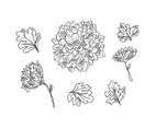 Free Beautiful Chrysanthemum Flowers Vectors