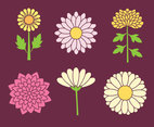 Chrysanthemum Flowers Collection Vector