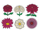 Chrysanthemum vector set