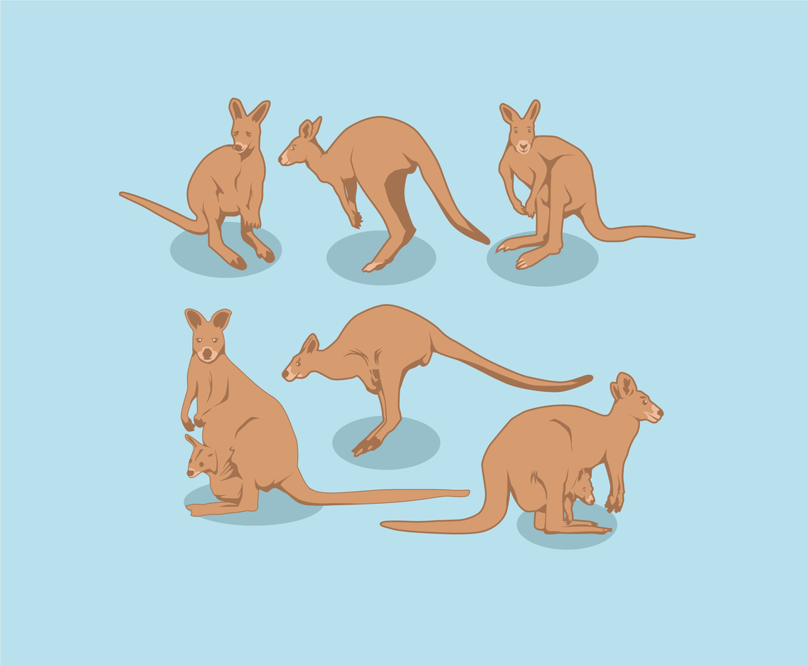 Kangaroo Illustration Vector