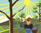 Vineyard Harvesting Vector