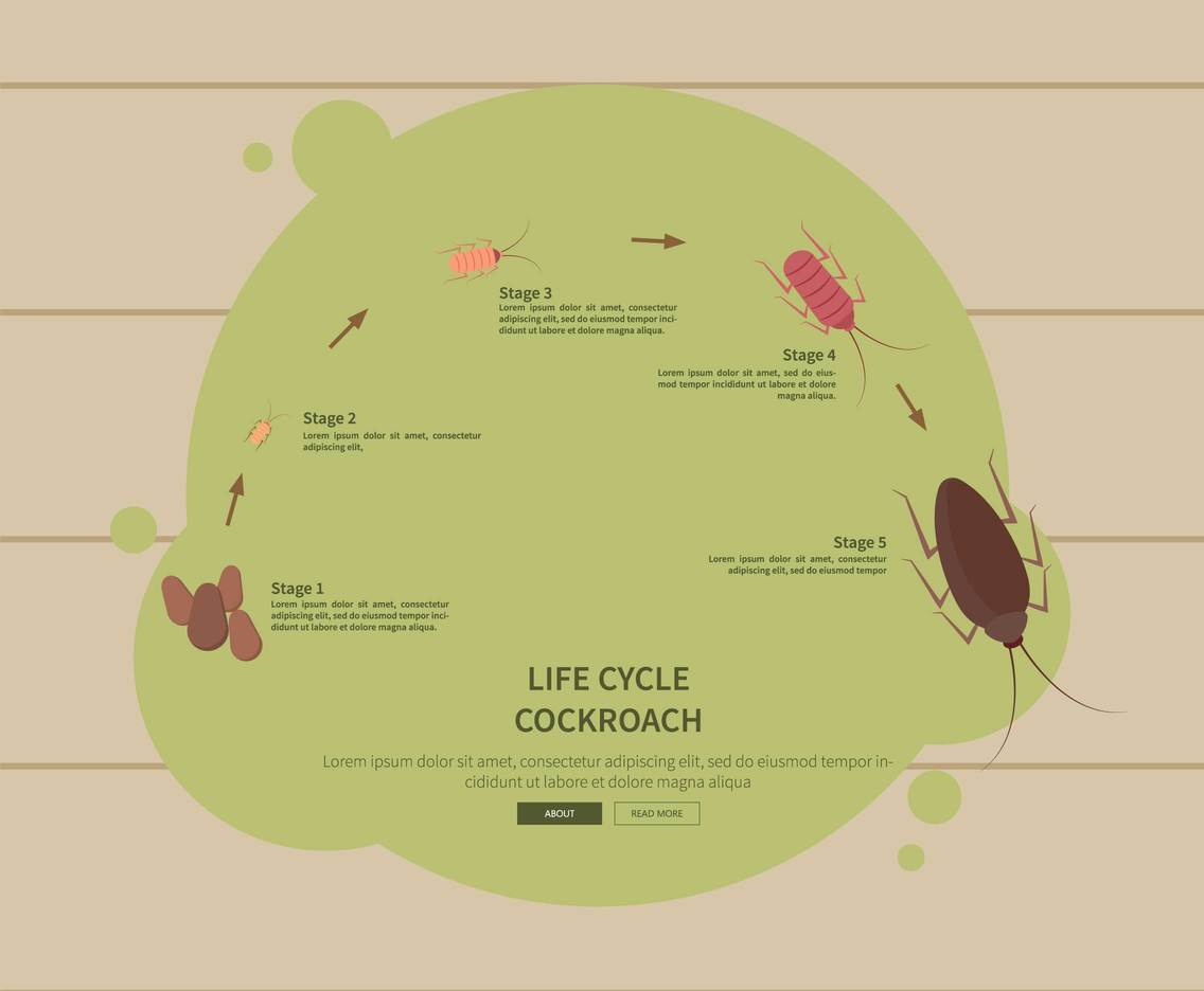 Free Life Cycle Cockroach Illustration