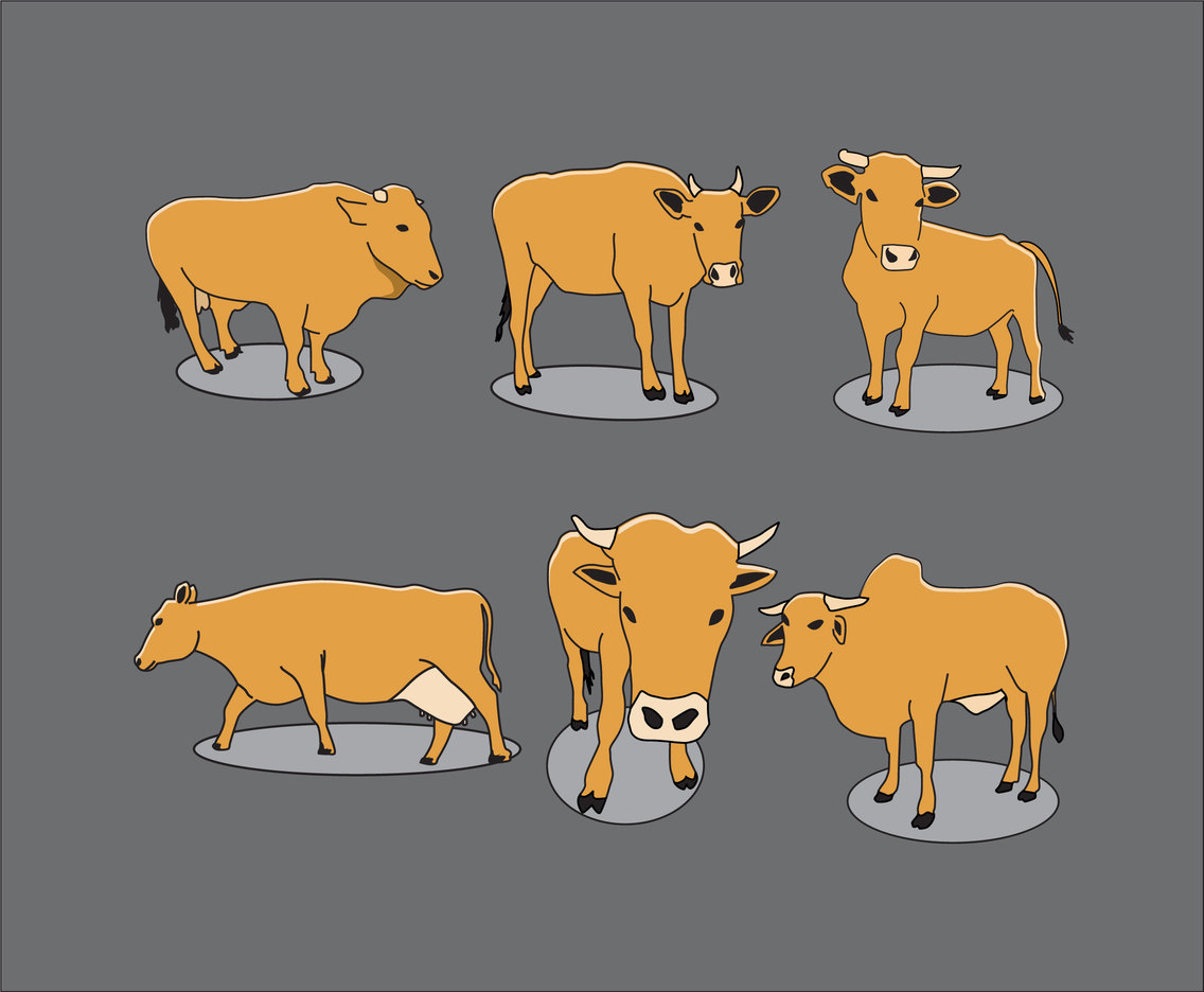 Cattle Illustration Vector
