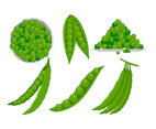 Green Peas Vector