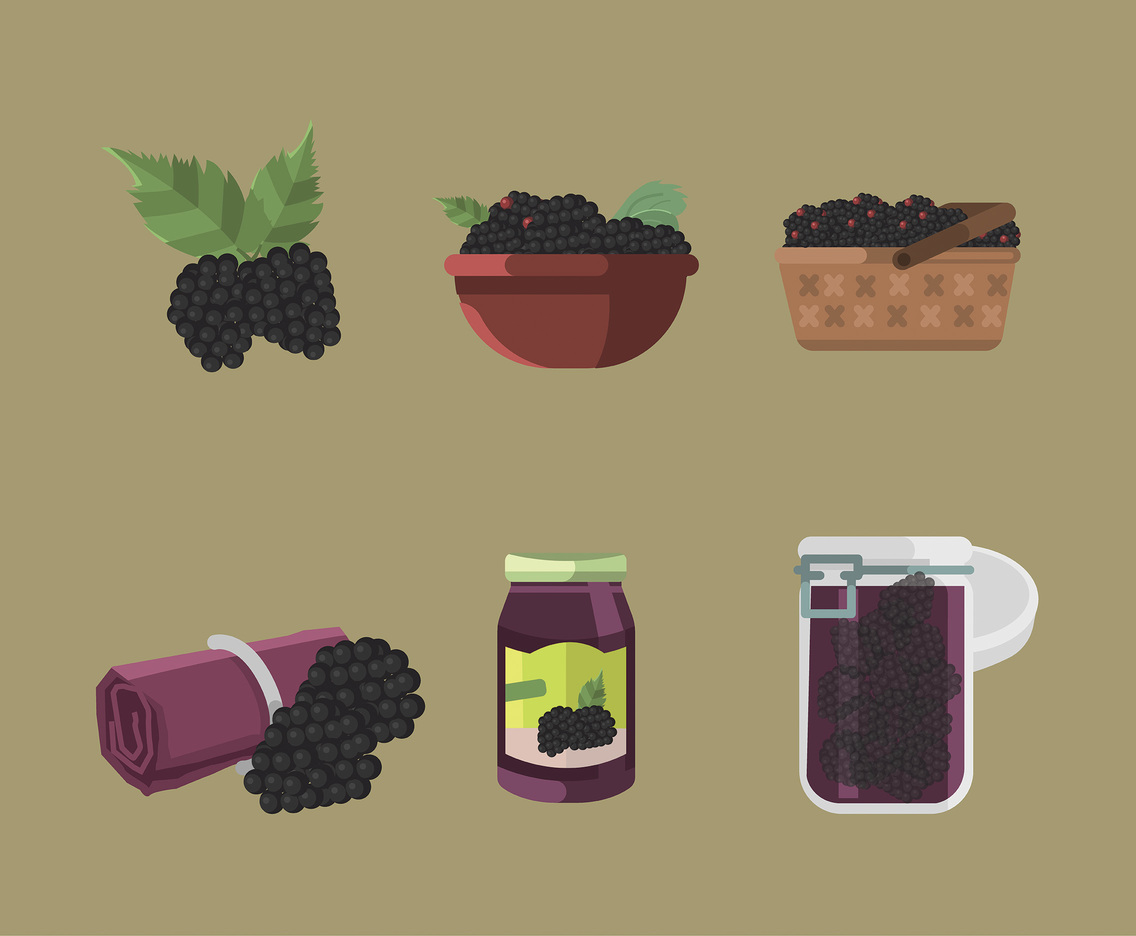 Blackberry Vector in Flat Design