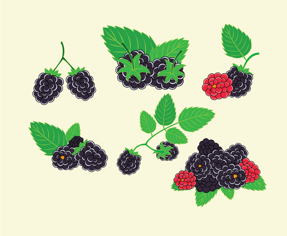 Fresh Blackberries Vector
