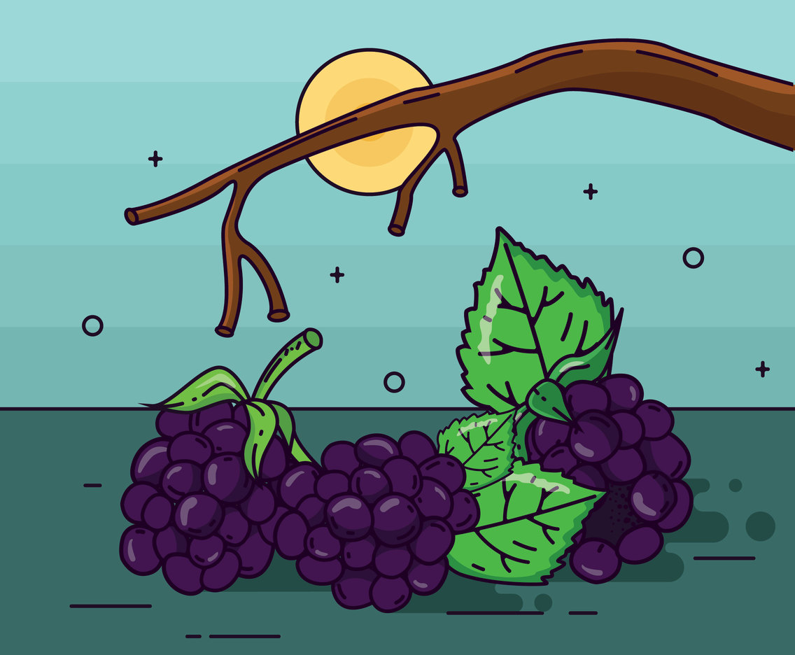 Blackberry Vector Design