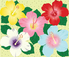 Hibiscus Flowers Background