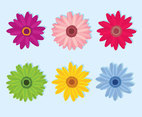 Colorful Gerbera Flowers Vector