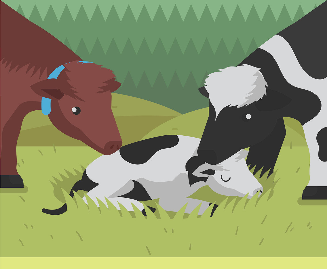 Calf in Pasture Vector