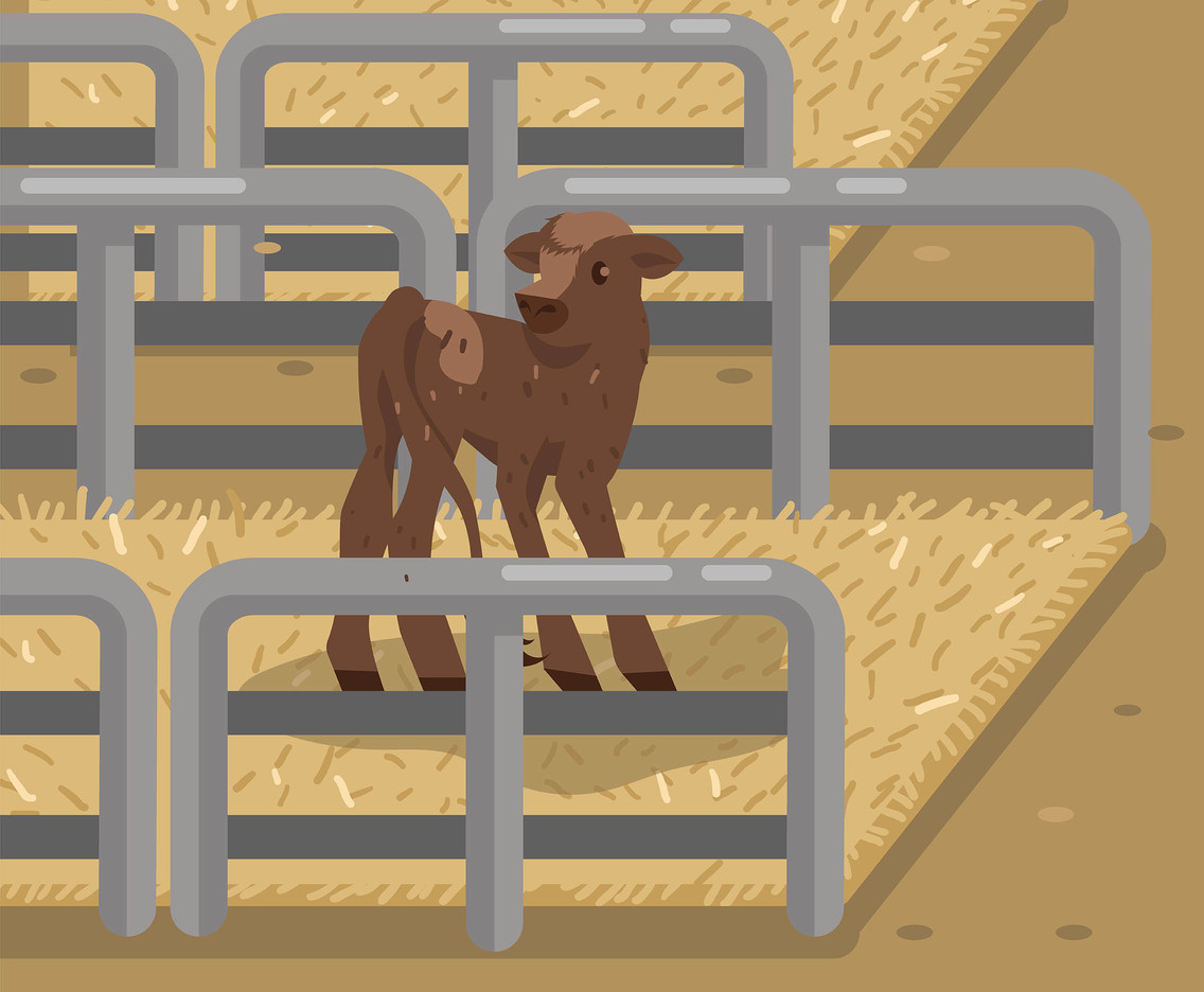 South Devon Calf Vector