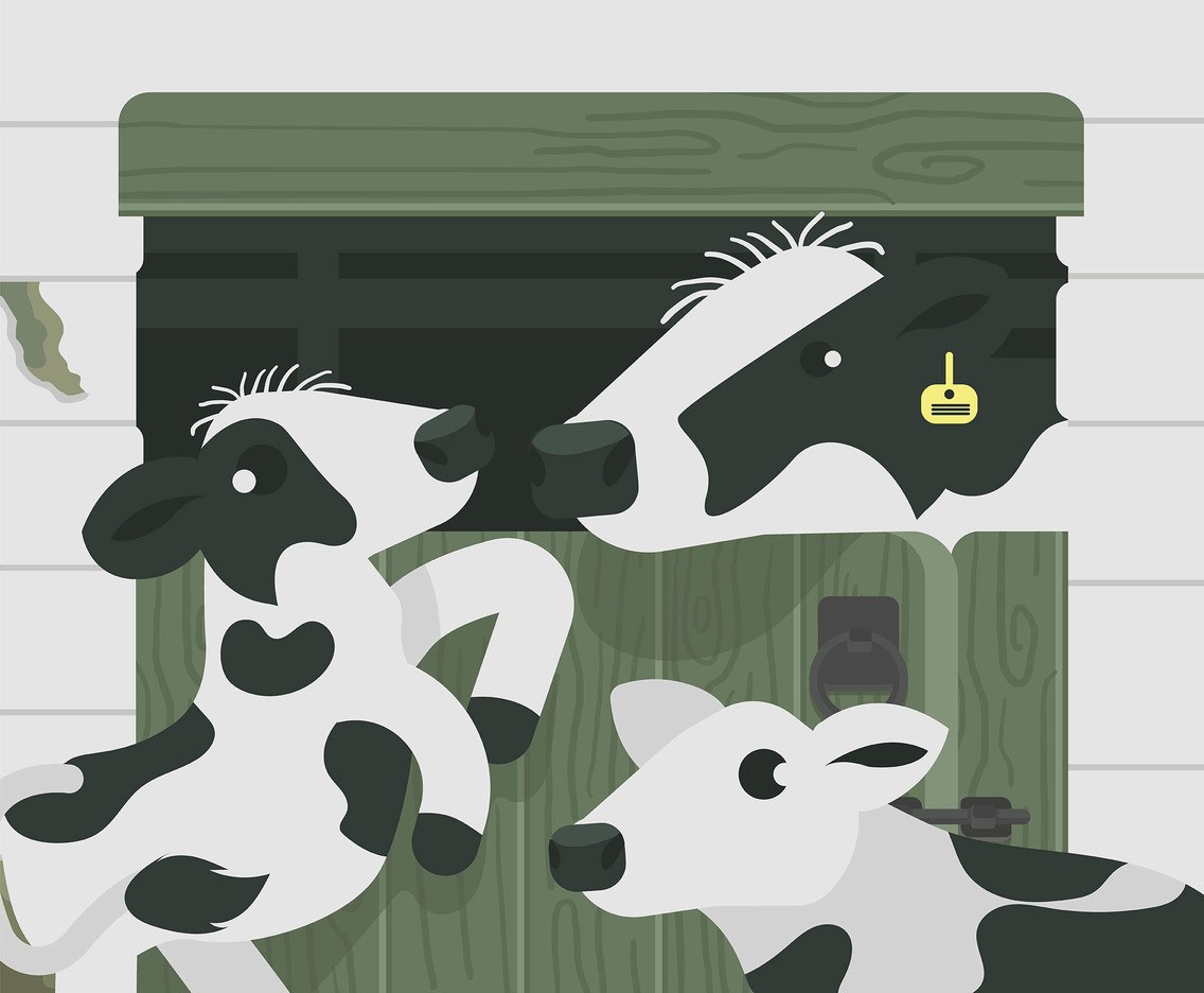 Holstein Calf Vector