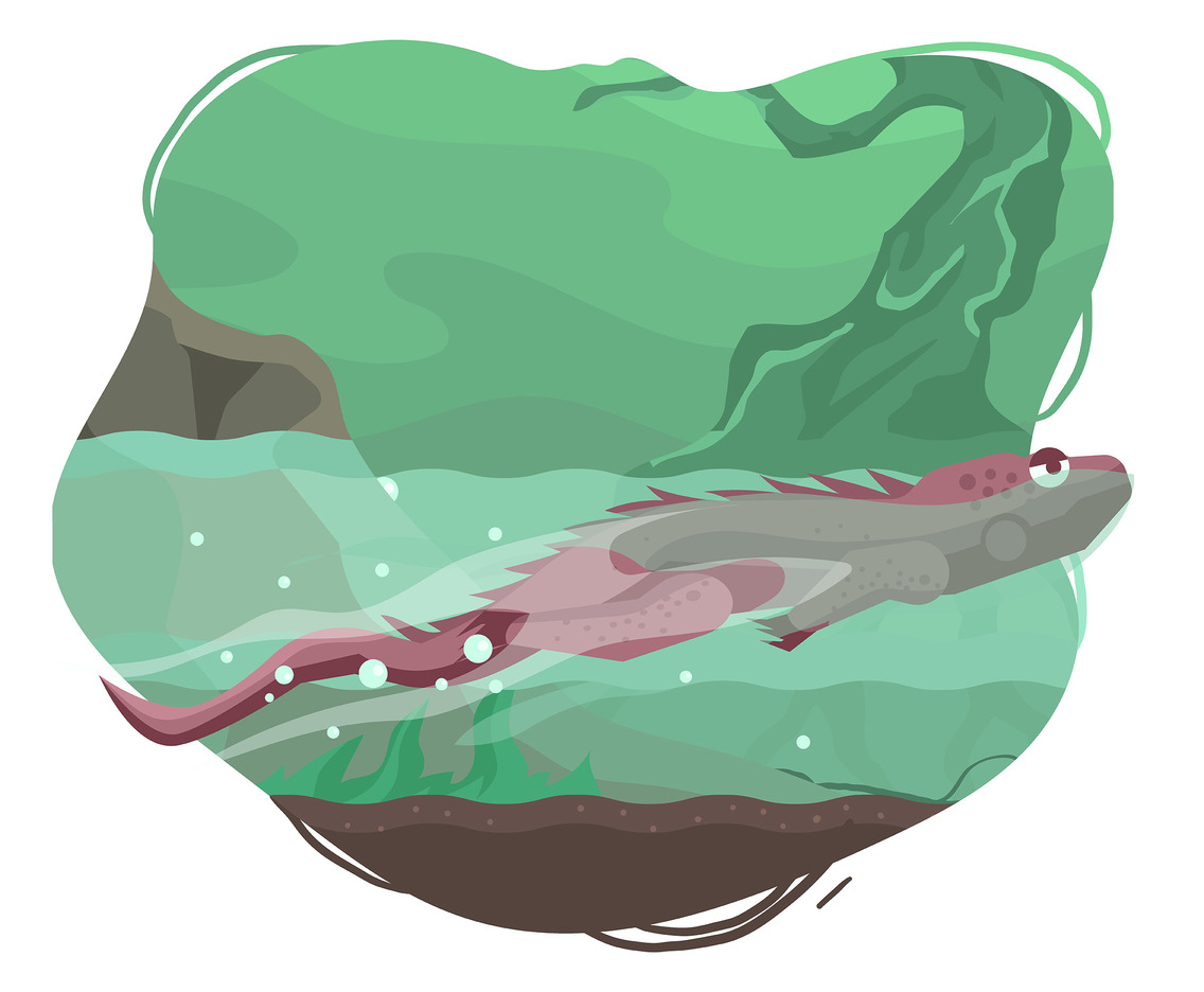 Marine Iguana Vector