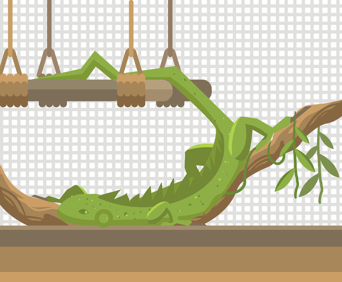 Pet Iguana Vector