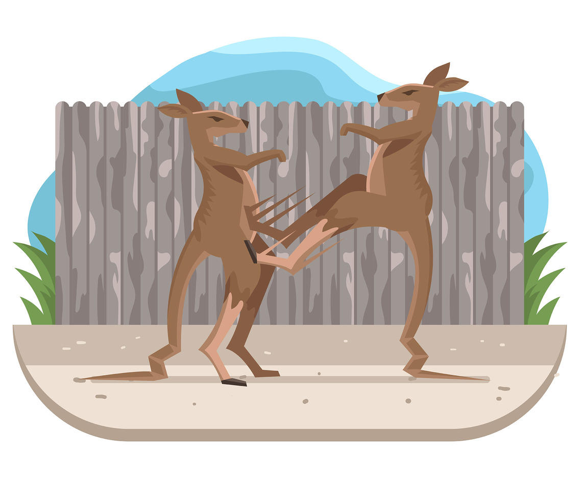 Kangaroo Fighting Vector