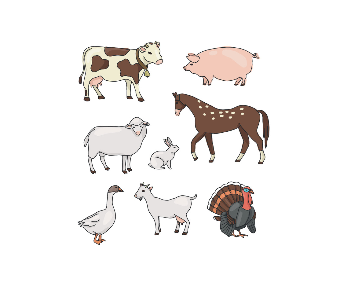 Animals From a Ranch