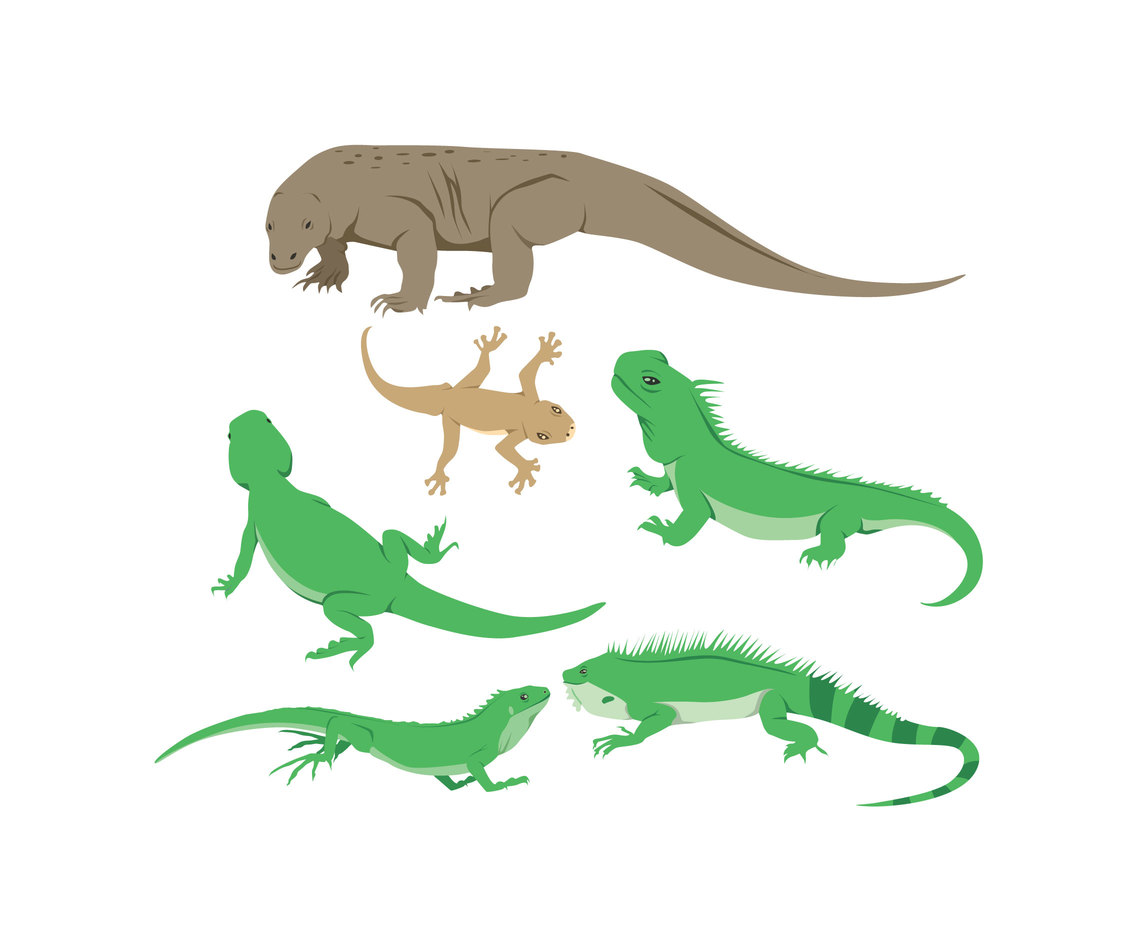 Various Lizards Vector