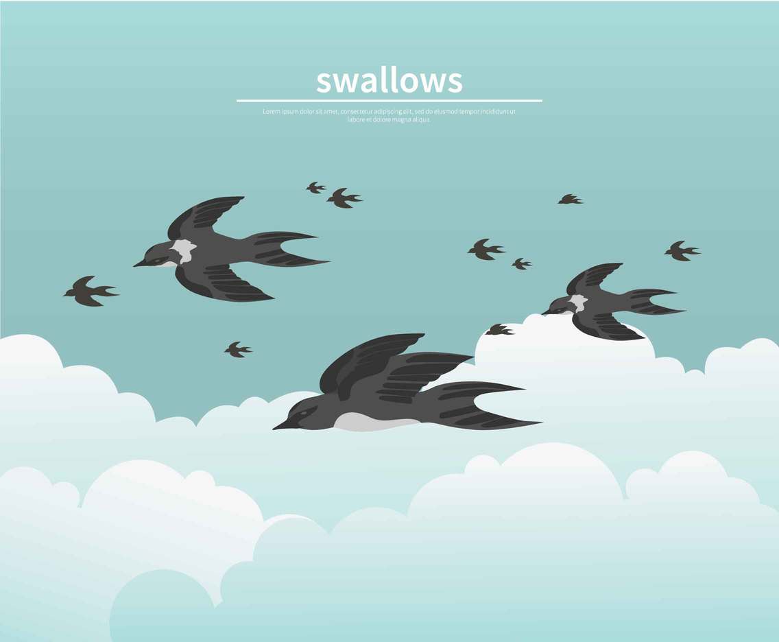 Fyling Swallow Illustration