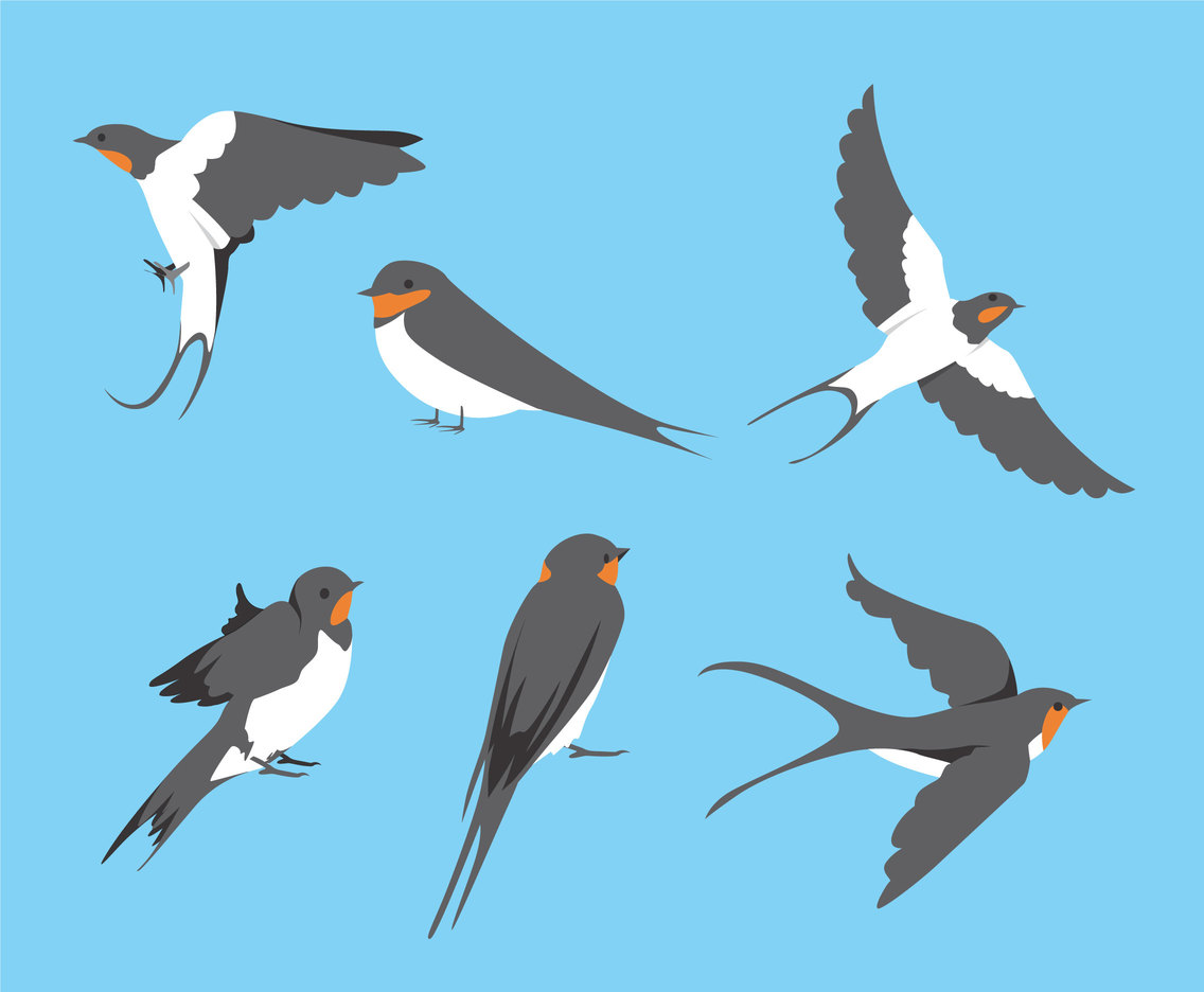 Swallow Birds Vector