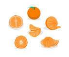 Fresh Tangerine Vector