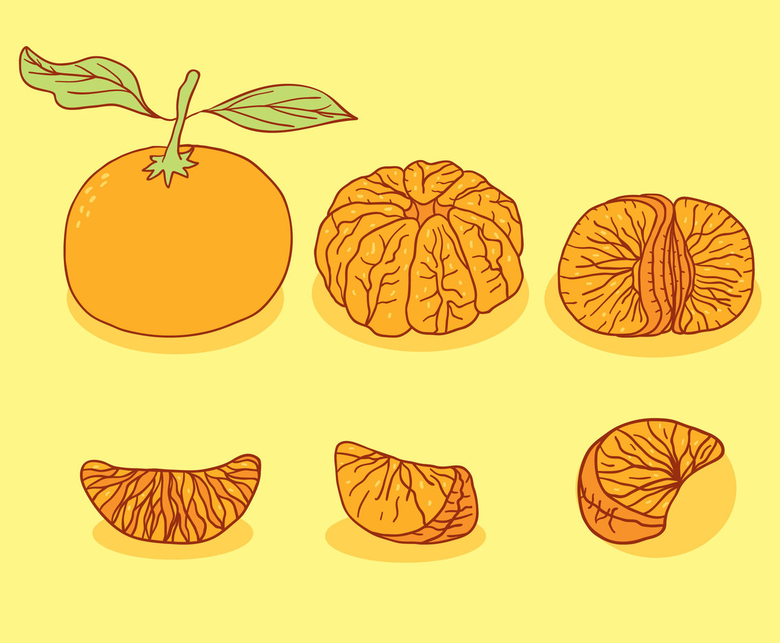 Hand Drawn Tangerine Collection Vector
