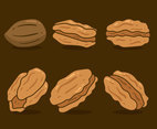 Brown Pecan Nuts Vector