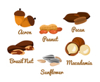 Isolated Nuts Vector