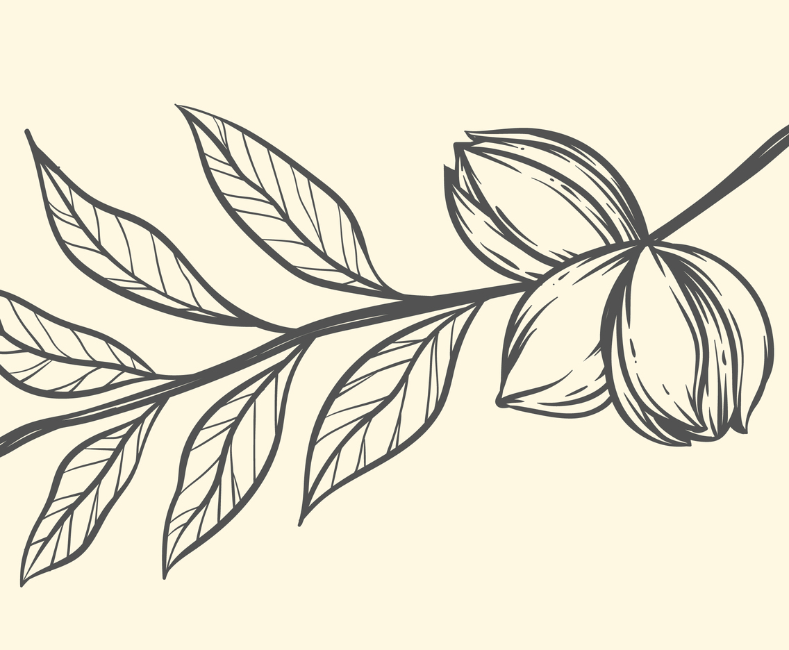Pecan On Branch Illustration Vectors and other types of Pecan On Branch Ill...