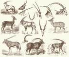 Vintage Oryx Illustrations