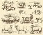 Vintage Sheep Illustrations